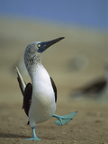 Blue-Footed Booby (Sula Nebouxii) Courtship Dance  Lobos De Tierra Island  Peru