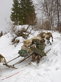 A Komi Nomadic Herder Slows Down a Sled from Crushing a Reindeer