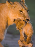 African Lion (Panthera Leo) Mother Carrying 5 to 6 Week Old Cub  Masai Mara Nat'l Reserve  Kenya