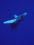 Humpback Whale (Megaptera Novaeangliae)  Maui  Hawaii (Photo Obtained under NMFS Permit)