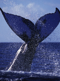 A Humpback Whale Slams its Tail Sending Sound Waves to Attract a Mate