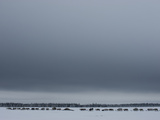 A Reindeer Caravan Herded by the Last Nomadic Komi Clan on the Tundra