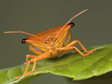 Stink Bug (Edessa Sp) Portrait  a True Bug of the Heteroptera Suborder  Guanacaste  Costa Rica