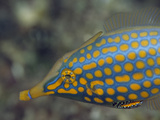 A Brightly Spotted Long-Nosed Filefish