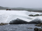 Brown Bear (Ursus Arctos) Pair Walking over Snowbank  Kamchatka  Russia