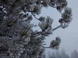 A Snow Covered Evergreen Tree in Upper Geyser Basin
