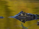 Spectacled Caiman (Caiman Crocodilus) Floating in Water  Pantanal  Brazil