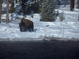 A Bison Standing in Deep Snow in Yellowstone National Park