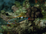 A Colorful Wrasse Swimming in a Reef