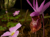 A Calypso Bulbosa Orchid in Montgomery Woods