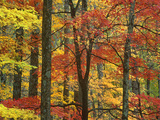 Maple (Acer Sp) Trees in Autumn  Great Smoky Mountains National Park  Tennessee