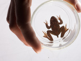 The Health of Tailed Frogs are Monitored in Harvesting the Redwoods