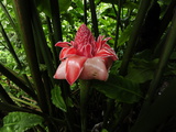 A Red and White Ginger Torch Among Green Vegetation