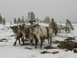 A Nomadic Komi Reindeer Herder Between Tundra and Taiga Forests