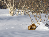 Red Fox (Vulpes Vulpes) Sleeping  Kamchatka  Russia