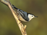 White-Breasted Nuthatch (Sitta Carolinensis) Long Island  New York