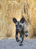 African Wild Dog (Lycaon Pictus) Six to Eight Week Old Pup Running  Okavango Delta  Botswana