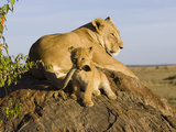 African Lion (Panthera Leo) Cub Playing with its Mother's Tail  Masai Mara Nat'l Reserve  Kenya