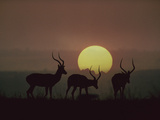 Impala (Aepyceros Melampus) Bucks at Sunset  Kenya (Digital Composite)