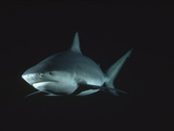 Bull Shark or Lake Nicaragua Shark (Carcharhinus Leucas) Underwater Portrait  North America
