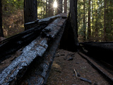 Wildfire Damage to Redwood Trees in Montgomery Woods