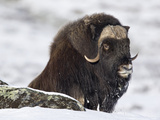Muskox (Ovibos Moschatus) Showing Thick Insulating Coat  Norway