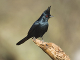 Phainopepla (Phainopepla Nitens) Male  Santa Rita Mountains  Arizona