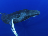 Humpback Whale (Megaptera Novaeangliae)  Nat'l Marine Sanctuary (Photo Obtained under NMFS Permit)