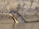 An Endangered Neotropical River Otter  Lontra Longicandis