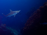 A Lone Scalloped Hammerhead Shark