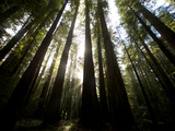 Bull Creek Flats  Home to Many of the Tallest Redwood Trees on Earth
