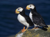 Horned Puffin (Fratercula Corniculata) Pair on Rock Ledge  Round Island  Alaska