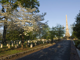 Dogwood Flowers and Graves at the Oakland Cemetery in Atlanta  Georgia
