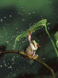 Red-Eyed Tree Frog (Agalychnis Callidryas) in Rain  Native to Central and South America