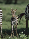 Burchell's Zebra (Equus Burchellii) Foal  Ngorongoro Conservation Area  Tanzania  East Africa