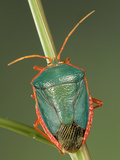 Stink Bug (Edessa Rufomarginata)  a True Bug of the Heteroptera Suborder  Guanacaste  Costa Rica