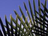 A Windmill Pine  Trachycarpus Fortunei  Against a Blue Sky