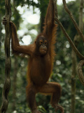 A Rehabilitated Juvenile Orangutan  Pongo Pygmaeus  Hangs from Vines