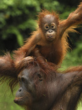 Orangutan (Pongo Pygmaeus) Female with Baby  Camp Leaky  Tanjung Puting Nat'l Park  Indonesia