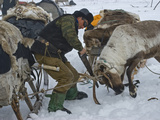 A Komi Reindeer Herder Saws Off an Antler before it Drops in Spring