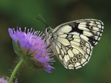 Marbled White (Melanargia Galathea) Butterfly on Flower  Switzerland