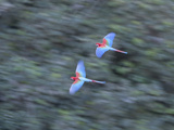 Pair of Green-Winged Macaws  Ara Chloropterus  in Flight