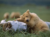 Grizzly Bear (Ursus Arctos Horribilis) Juvenile Sleeping on Driftwood  Katmai Nat'l Park  Alaska
