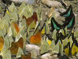 Pierid Butterfly (Pieridae)  Different Species  Gunung Leuser Nat'l Park  Sumatra  Indonesia