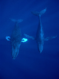 Humpback Whale (Megaptera Novaeangliae) Pair Underwater  Hawaii