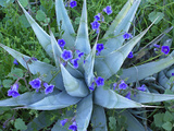 Desert Bluebell (Campanula Rotundifolia) and Agave (Agave Sp) North America