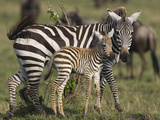 Burchell's Zebra (Equus Burchellii) Mother and Foal  Masai Mara  Kenya