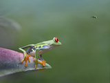 Red-Eyed Tree Frog (Agalychnis Callidryas) Eyeing Bee Fly (Bombyliidae) Costa Rica