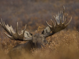 Alaskan Moose  Bull: Alces Alces; Denali  Alaska