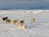 An Arctic Wolf Sees Just How Close He Can Get to Sled Dogs